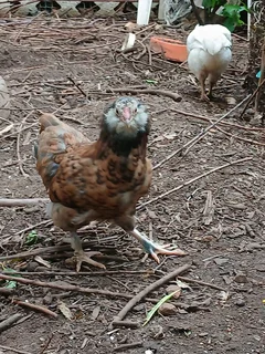 Chickens - Ad posted by Susan Benade