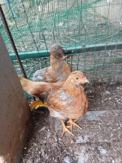 Chickens - Ad posted by Susan Benade