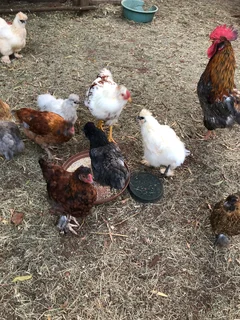 Chickens - Ad posted by Susan Benade