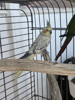 2 Cockatiel And Cage For Sale