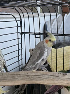 2 COCKATIEL and CAGE FOR SALE