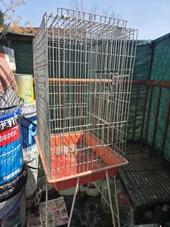 2 COCKATIEL and CAGE FOR SALE