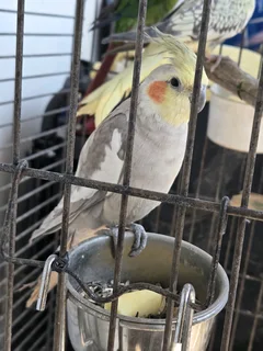 2 COCKATIEL and CAGE FOR SALE