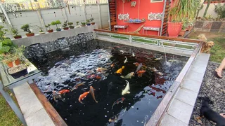 Variety of Israeli and Japanese Koi with full pump system
