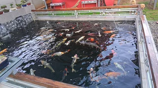 Variety of Israeli and Japanese Koi with full pump system