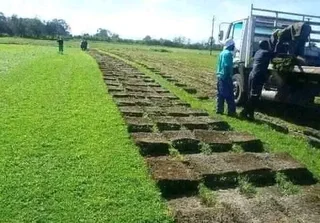 Grassfarm Instant Lawn sales & deliver Kikuyu grass ,LM Grass .Compost & Lawndressing.