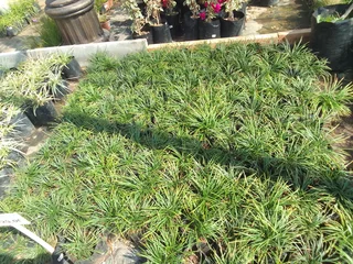 Grassfarm Instant Lawn sales &amp; deliver Kikuyu grass ,LM Grass .Compost &amp; Lawndressing.