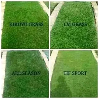 Grassfarm Instant Lawn sales &amp; deliver Kikuyu grass ,LM Grass .Compost &amp; Lawndressing.