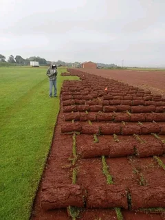 Grassfarm Instant Lawn sales &amp; deliver Kikuyu grass ,LM Grass .Compost &amp; Lawndressing