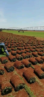 Grassfarm Instant Lawn sales &amp; deliver Kikuyu grass ,LM Grass .Compost &amp; Lawndressing