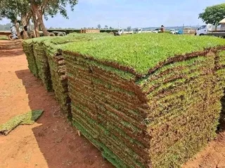 Grassfarm Instant Lawn sales &amp; deliver Kikuyu grass ,LM Grass .Compost &amp; Lawndressing