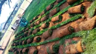 Grassfarm Instant Lawn sales &amp; deliver Kikuyu grass ,LM Grass .Compost &amp; Lawndressing