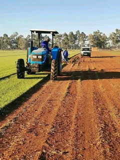 Kikuyu, Lm grass and Evergreen