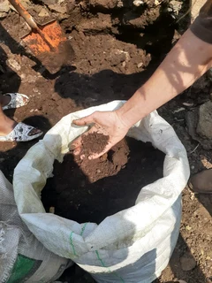 Earth Worms Red Wiggler (Eisenia fetida) for Sale