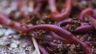 Earth Worms Red Wiggler (Eisenia fetida) for Sale