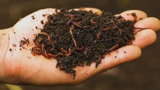 Earth Worms Red Wiggler (Eisenia fetida) for Sale