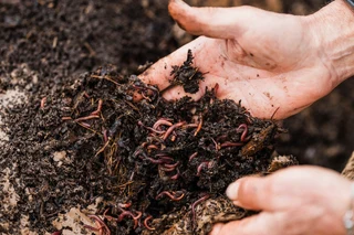 Earth Worms Red Wiggler (Eisenia fetida) for Sale