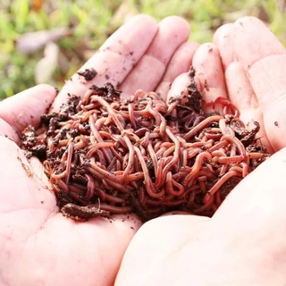 Earth Worms Red Wiggler (Eisenia fetida) for Sale