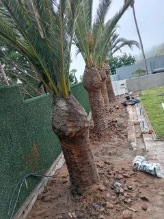 Tree Felling  Stump Removal Fully Insured