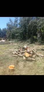 TREE FELLING  STUMP REMOVAL FULLY INSURED