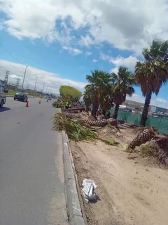 TREE FELLING  STUMP REMOVAL FULLY INSURED