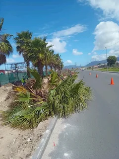 TREE FELLING  STUMP REMOVAL FULLY INSURED