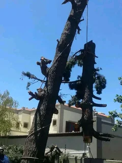 TREE FELLING  STUMP REMOVAL FULLY INSURED