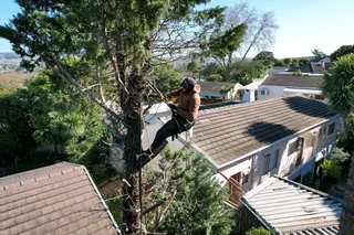 TREE FELLING  STUMP REMOVAL FULLY INSURED
