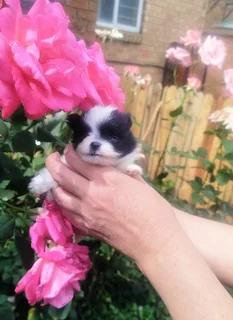 Pomeranian - Ad posted by Nella Jacobs