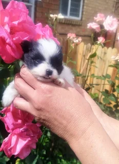 Pomeranian - Ad posted by Nella Jacobs