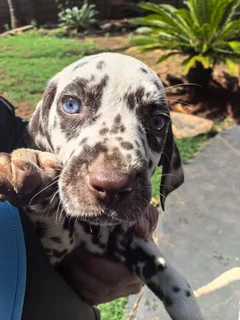 Dalmations - Ad posted by Nella Jacobs