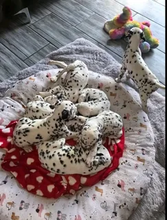 Dalmations - Ad posted by Nella Jacobs