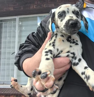 Dalmations - Ad posted by Nella Jacobs