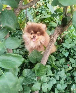 pomeranian (toypom)