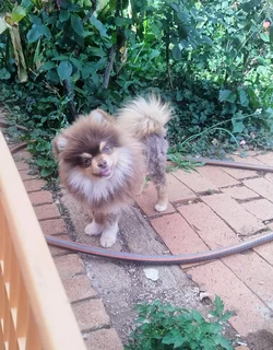 pomeranian (toypom)