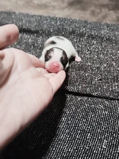 Pomeranians - Ad posted by Nella Jacobs