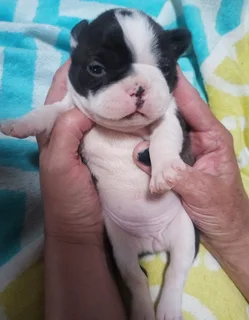 Boston terriers