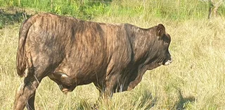 Cattle - Ad posted by Asar livestock