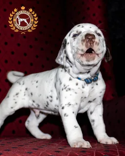 Pure Bred Dalmatian Puppies