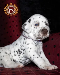 Pure Bred Dalmatian Puppies