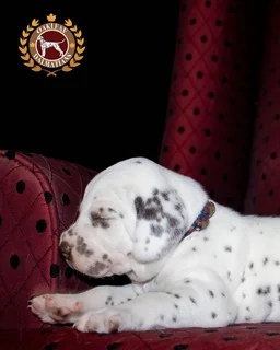 Pure Bred Dalmatian Puppies
