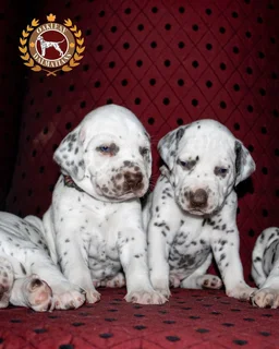 Pure Bred Dalmatian Puppies