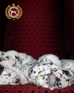 Pure Bred Dalmatian Puppies