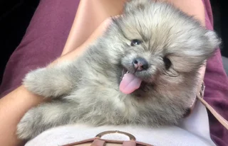 Miniature Pure-Bred Toy Pomeranian Puppies