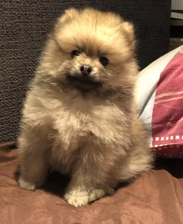 Miniature Pure-Bred Toy Pomeranian Puppies