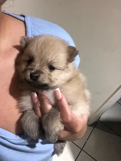 Miniature Pure-Bred Toy Pomeranian Puppies