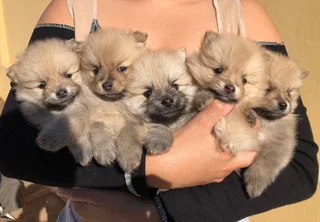 Miniature Pure-Bred Toy Pomeranian Puppies
