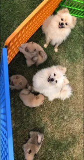 Miniature Pure-Bred Toy Pomeranian Puppies