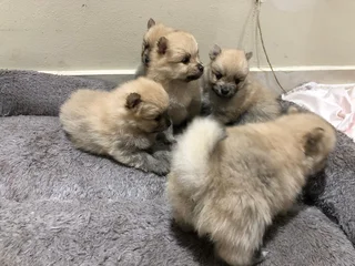 Miniature Pure-Bred Toy Pomeranian Puppies
