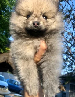 Miniature Pure-Bred Toy Pomeranian Puppies